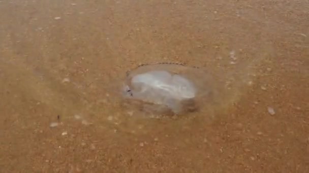 根瘤菌属水母是根瘤科水母科中的一种水母 水母冲到了黑海的沙滩上 生态系统污染和动物灭绝 — 图库视频影像