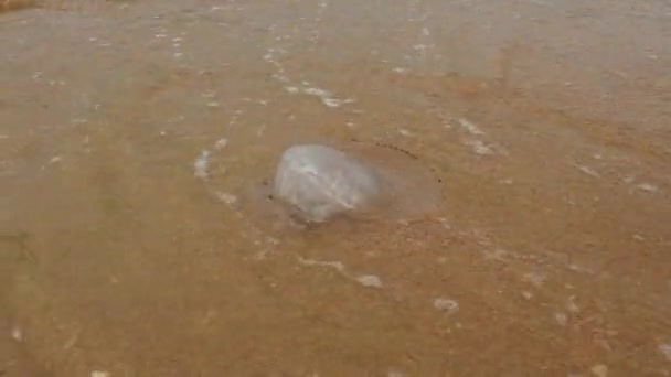 Rhizostoma Pulmoは RizostomeaeのRizostomatidaeファミリーからのクラゲの種である クラゲは黒海の砂浜で洗いました 生態系の汚染 デッド クラゲ — ストック動画