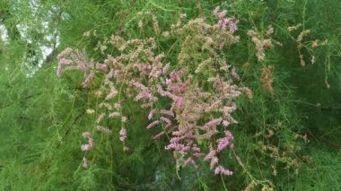Tamarix chinensis, beş-stamen veya Çin tamarisk veya tuzlu su. Mızrak şeklinde, pulsu yapraklarla kaplı dalları olan tehlikeli bir çalı. Enfeksiyon yoğun bir çiçek yarışıdır. Güzel kokulu pembe çiçek..
