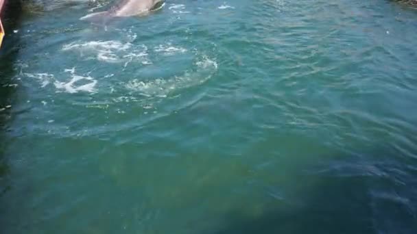Dolfijnen Tuimelaars Dolfijnen Het Water Het Paarseizoen Dolfijnen Zijn Aquatische — Stockvideo