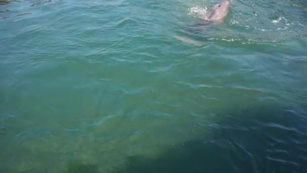 Ντόλφινς Δελφίνια Ζιβάγκο Στο Νερό Εποχή Ζευγαρώματος Δελφίνια Είναι Υδρόβια — Αρχείο Βίντεο