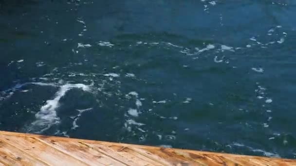 Delfiner Flasknosdelfiner Vattnet Parningssäsong Delfiner Vattenlevande Däggdjur Valarnas Infrastruktur Delfinfamiljen — Stockvideo