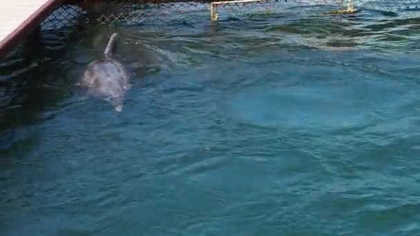 ドルフィンズ ボトレンズ イルカ マッチングシーズン イルカはクセサンインフルエンザの水生哺乳類であり イルカの家族デルフィン科 非タクソノミック群 である 海洋について — ストック動画