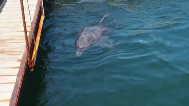 Delfine Große Tümmler Wasser Paarungszeit Delfine Sind Wassersäugetiere Der Delfinfamilie — Stockvideo
