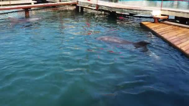 Anapa Ryssland 2023 Delfiner Flasknosdelfiner Vattnet Parningssäsong Delfiner Vattenlevande Däggdjur — Stockvideo