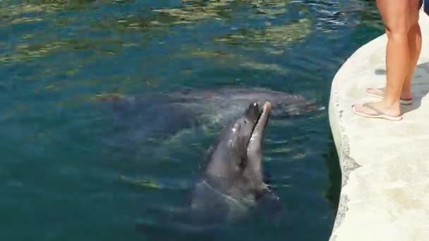 Två Flasknosdelfiner Vattnet Delfiner Vattenlevande Däggdjur Valarnas Infrastruktur Familjen Delphinidae — Stockvideo