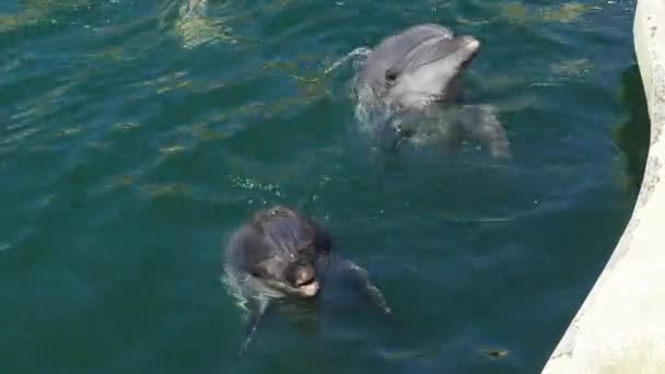Δύο Δελφίνια Έβγαλαν Κεφάλια Τους Από Θαλασσινό Νερό Και Περιμένουν — Αρχείο Βίντεο
