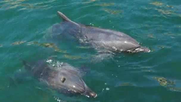 Dolphins Bottlenose Dolphins Water Mating Season Dolphins Aquatic Mammals Cetacean — Stock Video
