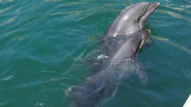 Yunus Kafalarını Deniz Suyundan Çıkardılar Rıhtımda Balık Bekliyorlar Yunusburunlu Yunuslar — Stok video