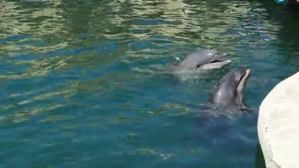 Twee Dolfijnen Staken Hun Kop Uit Het Zeewater Wachten Vis — Stockvideo