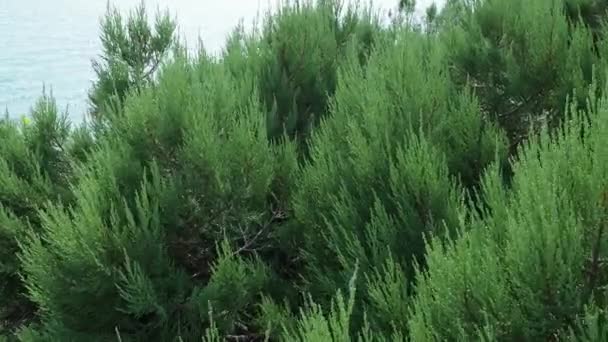 Juniperus Foetidissima Foetid Aruniper Kokuşmuş Ardıç Cupressaceae Ailesi Ardıç Dalları — Stok video