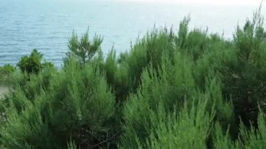 Juniperus foetidissima, foetid aruniper, kokuşmuş ardıç, Cupressaceae ailesi. Ardıç dalları, Karadeniz 'deki dalgaların arka planında rüzgarda sallanıyor. Sukko - rezerv bitkileri