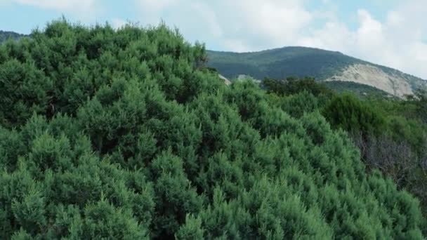Juniperus Foetidusma Foetid Juniper Βρωμερή Άρκευθος Οικογένεια Cupressaceae Κλαδιά Αρκεύθου — Αρχείο Βίντεο