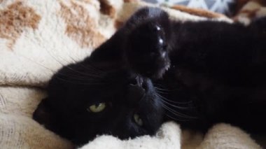 Yeşil gözlü kara bir kedi tembelce dinlenir ve evde uyumaya çalışır. Tombul kedinin yüzünü yakından çek. Evcil hayvanlar yetiştiriyor. Hayvan bakımı. Kedi sırtüstü uzanıp patisini uzatıyor.