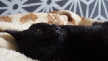 Siyah bir kedi yün bej bir battaniyenin üzerinde dinlenir ve uyumaya çalışır. Kedicik yüz yüze. Evcil hayvan yetiştiriyor. Hayvan bakımı. Kedi iki kez miyavlıyor ve kendini yalıyor. Dil dişleri. Kedi sırt üstü uzanıyor.