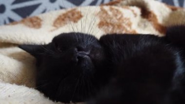 Çok kara bir kedi uyuyor, sırtüstü yatıyor ve gözlerini kapıyor. Emzirme tembelliği evdeki bej-kahverengi yün battaniyeye dayanır. Hayvan bakımı. Uzun bıyıklı kedi ağızlık yakın plan. Evcil hayvanlar yetiştiriyor.