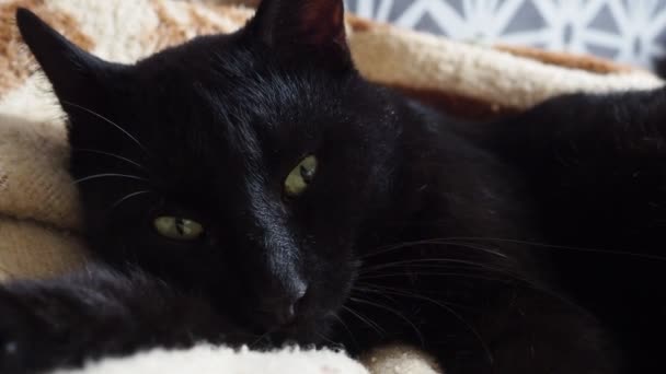 Ortamında Yeşil Gözlü Çok Siyah Bir Kedi Bej Kahverengi Bir — Stok video