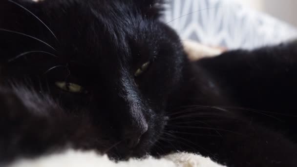 家庭の環境で緑色の目をした黒猫は 汚れたベージュ茶色の毛布の上に残り 眠りに落ちようとします 猫のクローズアップのプランプの顔 家畜を飼育する ペットケア — ストック動画