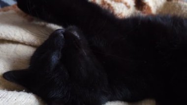 Çok kara bir kedi uyuyor, sırtüstü yatıyor ve gözlerini kapıyor. Emzirme tembelliği evdeki bej-kahverengi yün battaniyeye dayanır. Hayvan bakımı. Uzun bıyıklı kedi ağızlık yakın plan. Evcil hayvanlar yetiştiriyor..