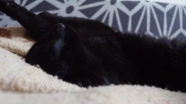Siyah bir kedi tembelce dinlenir ve evde uyumaya çalışır. Dolgun kedi ağızlık yakın plan. Evcil hayvanlar yetiştiriyor. Hayvan bakımı. Kedi sırtüstü uzanıp patisini uzatıyor..