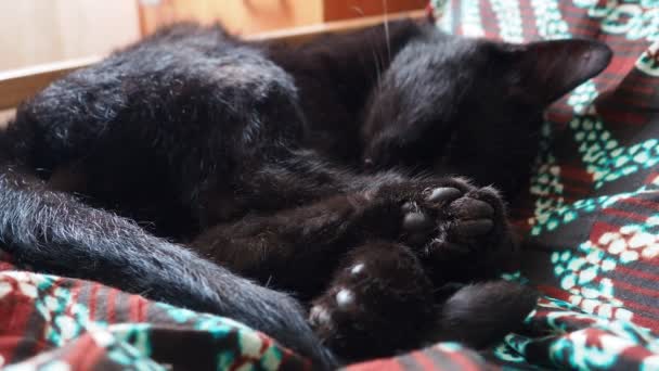 非常黑的猫闭着眼睛睡觉 猫在Rem或反常的睡眠中扭动爪子 懒洋洋地躺在家里的毛毯上 宠物狗照顾 猫的特写 饲养家畜 — 图库视频影像