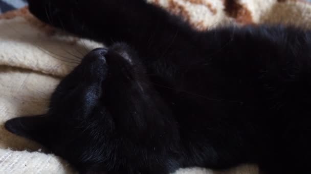 Zeer Zwarte Kat Slaapt Ligt Zijn Rug Sluit Ogen Verpleegster — Stockvideo