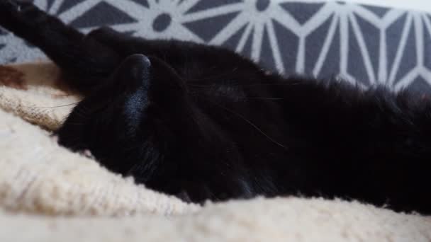 Gato Preto Descansa Preguiçosamente Tenta Adormecer Casa Gato Gordo Focinho — Vídeo de Stock