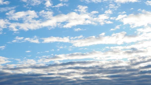 Altocumulus High Cumulus Gehäufte Wolkengattung Gehört Stratocumuliform Kugelförmige Massen Oder — Stockvideo