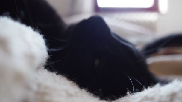 Gato Preto Desfocado Dorme Deitado Costas Fechando Olhos Enfermeira Preguiçosamente — Vídeo de Stock