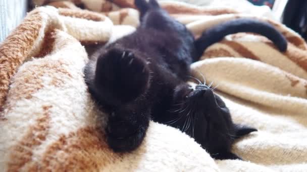 Nejhlubší Spánek Černá Kočka Spí Leží Zádech Zavírá Oči Pečovatelka — Stock video