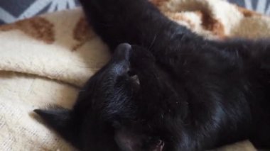 Siyah bir kedi tembelce dinlenir ve evde uyumaya çalışır. Dolgun kedi ağızlık yakın plan. Evcil hayvanlar yetiştiriyor. Hayvan bakımı. Kedi sırtüstü uzanıp patisini uzatıyor.