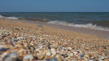 Güneş ışığında deniz kabuğu plajı. Kum Azov sahilinde parıldayan deniz dalgası köpükleri. Cerastoderma lamarcki, Hypanis colorata, Anadara inaequivalvis, Mytilus four-provincialis, bistropod of bivalve molluscs