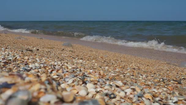 Sea Shell Beach Sunlight Shimmering Sea Wave Foams Sand Azov — ストック動画