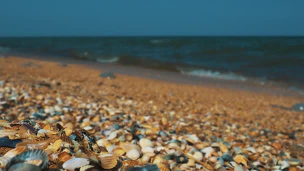 Sea Shell Beach Sunlight Shimmering Sea Wave Foams Sand Azov — Stock video