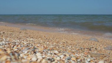 Güneş ışığında deniz kabuğu plajı. Kum Azov sahilinde parıldayan deniz dalgası köpükleri. Cerastoderma lamarcki, Hypanis colorata, Anadara inaequivalvis, Mytilus four-provincialis, bistropod of bivalve molluscs