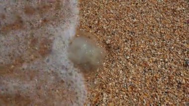 Rhizostoma pulmo, Rhizostomatidae familyasından bir denizanası türüdür. Denizanaları Azov Denizi 'nin kumlu sahillerinde karaya vurdu. Ekosistem kirliliği ve hayvanların yok olması