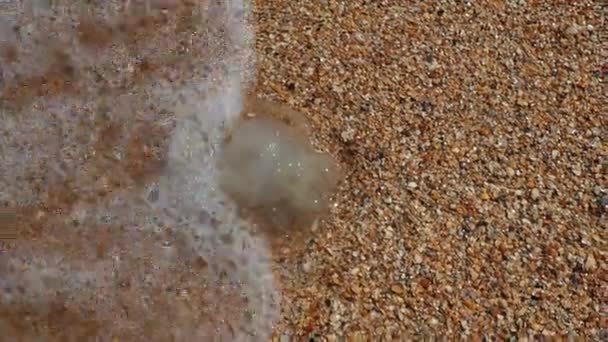 根瘤菌属水母是根瘤科水母科中的一种水母 水母冲到亚速海的沙滩上 生态系统污染和动物灭绝 — 图库视频影像