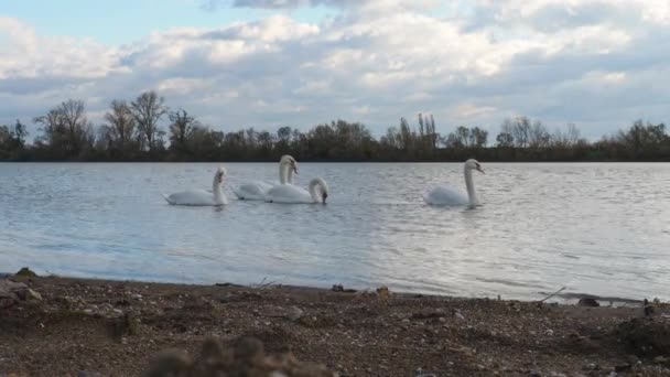 Cinco Pássaros Cisnes Brancos Rio Sava Sérvia Durante Outono Novembro — Vídeo de Stock