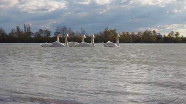 Cinque Uccelli Bianchi Cigno Sul Fiume Sava Serbia Durante Novembre — Video Stock