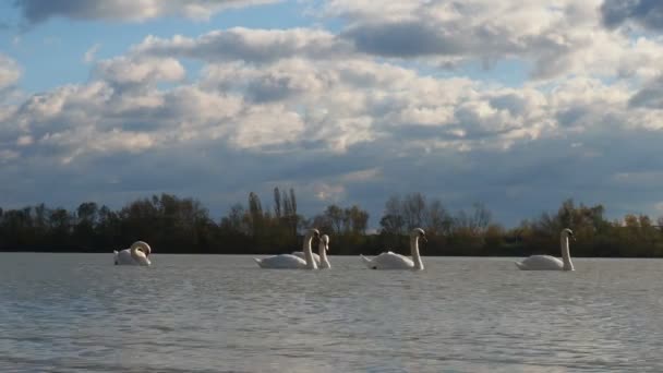 Vijf Witte Zwaanvogels Sava Rivier Servië Herfst Van November Vogels — Stockvideo