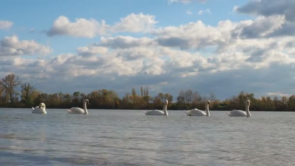 Cinco Aves Cisnes Blancas Río Sava Serbia Durante Otoño Noviembre — Vídeos de Stock