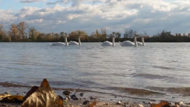 Vijf Witte Zwaanvogels Sava Rivier Servië Herfst Van November Vogels — Stockvideo