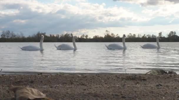 Uccelli Cigno Bianco Sul Fiume Sava Serbia Durante Autunno Novembre — Video Stock