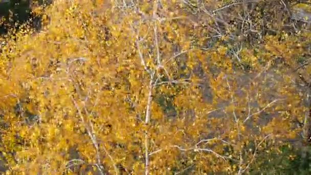 城里刮起一阵大风 树枝和树干都弯了 天气的变化 黄叶在空气中飘扬 天气预报 印度的夏天白桦树秋天的黄叶 — 图库视频影像