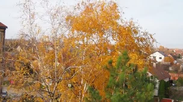 도시에 바람이 가지와 줄기가 구부러지며 날씨의 시즌이요 공기를 자작나무의 — 비디오