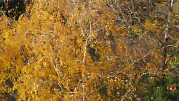 城里刮起一阵大风 树枝和树干都弯了 天气的变化 黄叶在空气中飘扬 天气预报 印度的夏天白桦树秋天的黄叶 — 图库视频影像