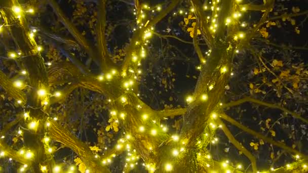 Altın Sarısı Çelenkler Meşe Ağacında Asılı Kuru Meşe Yapraklı Sandık — Stok video