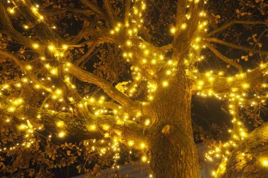 Golden yellow garlands are hung on the oak tree. Trunk and crown with dry oak leaves. Leaves sway in the wind. Christmas and New Years decoration of city streets with illumination. Night city decor clipart