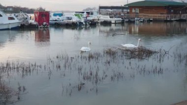 Sremska Mitrovica, Sırbistan 12.13.23 Sava nehrinde kış boyunca iki beyaz kuğu kuşu. Doğadaki kuşlar. Mavi suda beyaz kuğular. Kuğular, Anatidae familyasının Cygnus cinsi içinde bulunan kuşlardır..