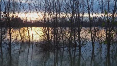 Sırbistan 'ın Sava nehri Sremska Macvanska Mitrovica kentinde sakin bir gün batımı yaşandı. Ağaçların ve artçı ışıltının mükemmel yansıması. Arka plan ışığı ve siyah ağaç gövdeleri. Ördekler ve drenler için yaşam alanı ve kışı geçirme alanı